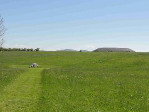 Carrowmore Megalithic Cemetery (1/4), vpravo hrob 51 (tomb 51) neboli Listoghil, cca 3500 př.Kr.