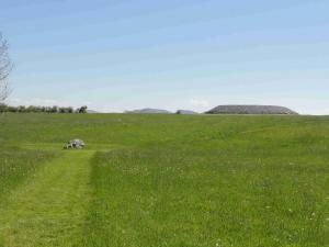 Carrowmore Megalithic Cemetery (1/4), vpravo hrob 51 (tomb 51) neboli Listoghil, cca 3500 př.Kr.