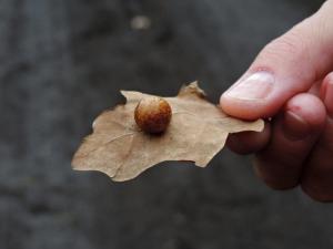 Hálka na dubovém listu, zvaná též duběnka, ze které se vyráběl duběnkový inkoust (způsobuje ji hmyz zvaný žlabatka dubová-dle informací na webu dubu samotnému příliš neškodí) 